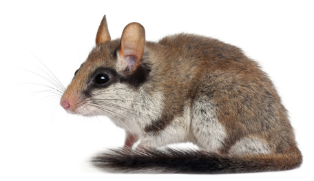 Image du contenu
